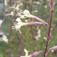 Silene tatarica